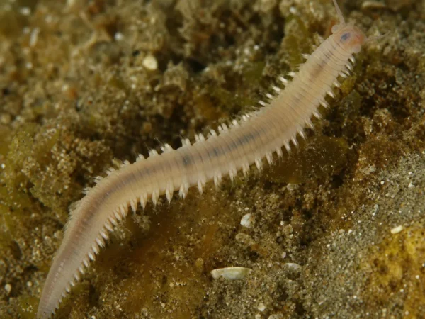Goniadella gracilis - Goniadella gracilis - wieloszczet