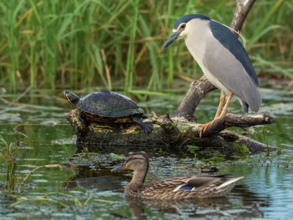 Zwierzęta żyjące na mokradłach