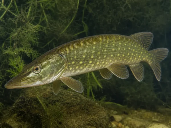 Esox flaviae
