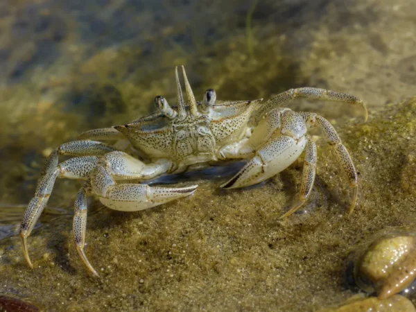 Krab strzałkowy - Stenorhynchus seticornis - krab
