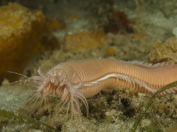 Diopatra neapolitana - Diopatra neapolitana - wieloszczet