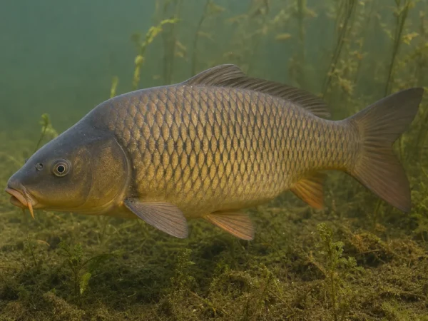Karp - Cyprinus carpio