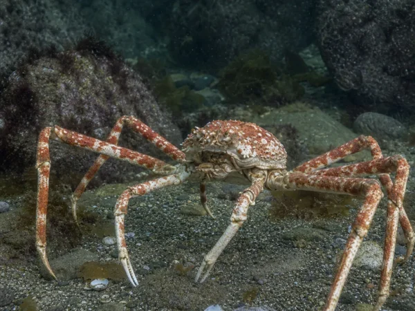 Krab pająkowaty Macrocheira kaempferi – Macrocheira kaempferi