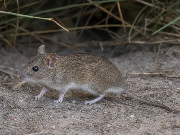 Mysz afrykańska – Mastomys natalensis