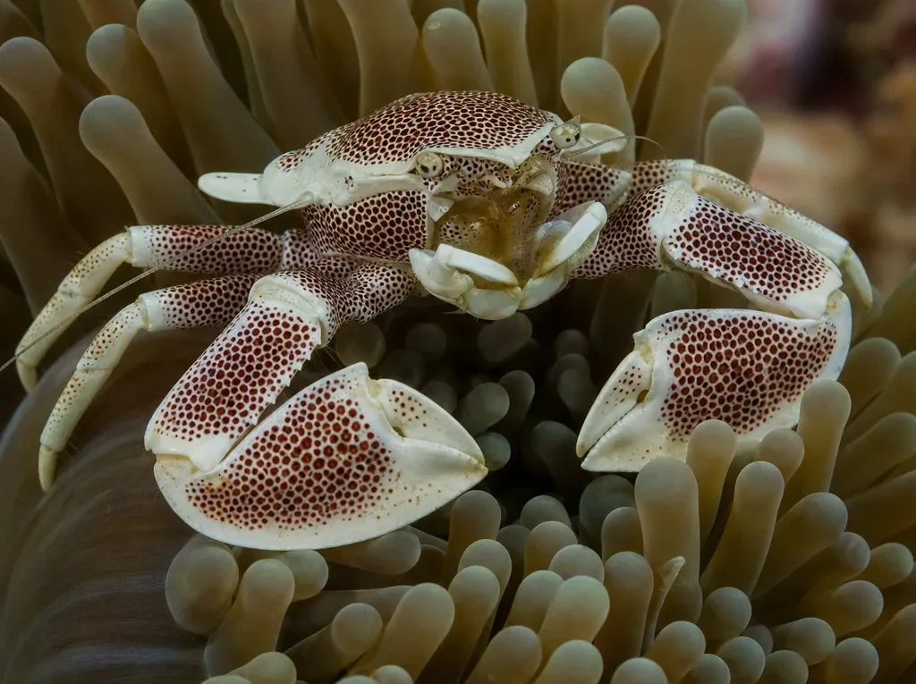 Krab porcelanowy plamisty - Neopetrolisthes maculatus - krab porcelanowy