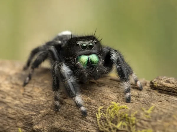 Skakun królewski - Phidippus regius - pająk