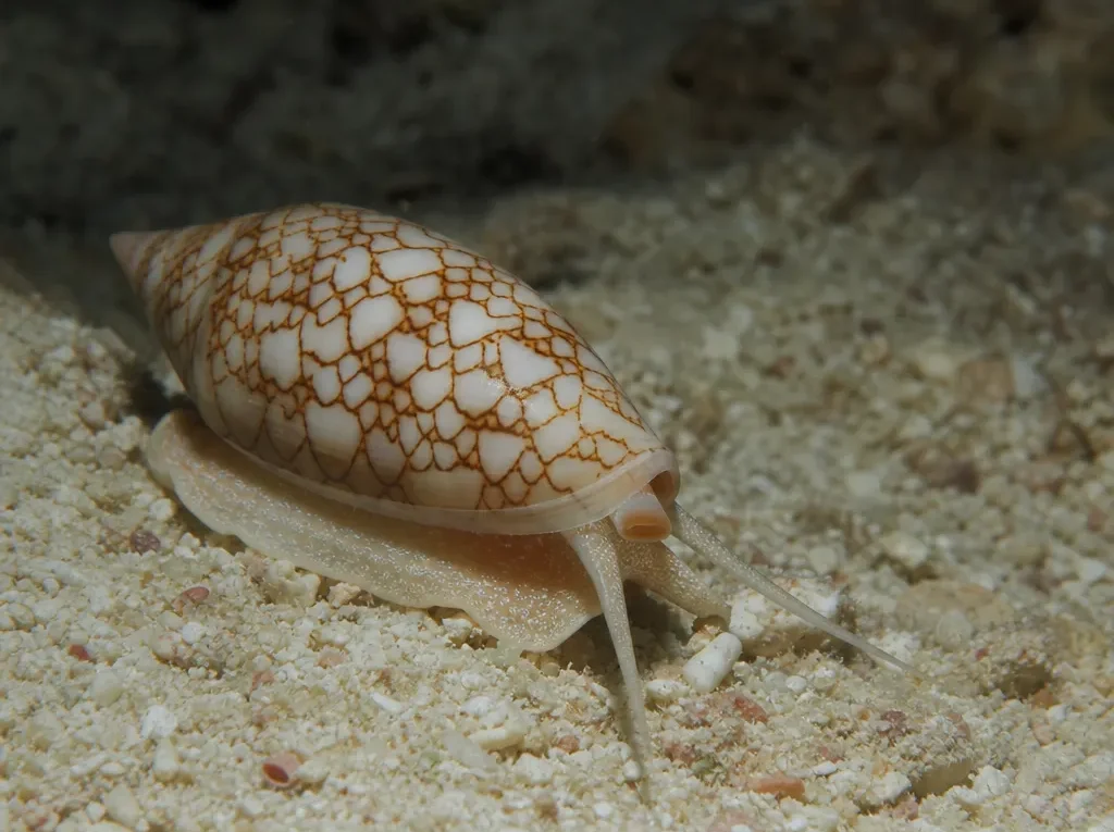 Ślimak Oliva reticularis