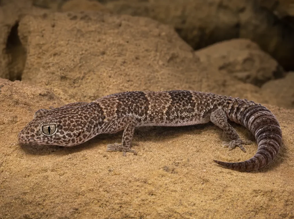 Gekon leopardowaty afrykański – Hemitheconyx caudicinctus