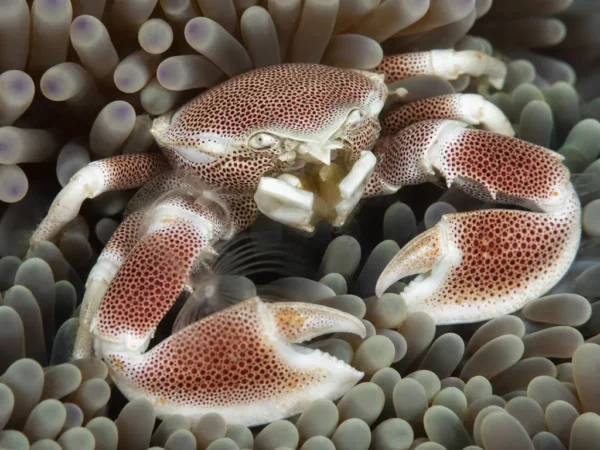 Krab porcelanowy szerokoszczypcy - Petrolisthes armatus - krab porcelanowy
