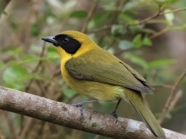 Afrykanka czarnolica – Chlorocichla flavicollis