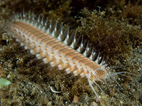 Diopatra ornata - Diopatra ornata - wieloszczet