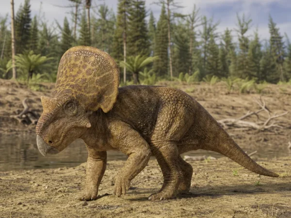 Protoceratops
