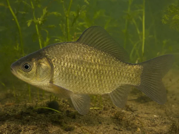 Karaś pospolity - Carassius carassius