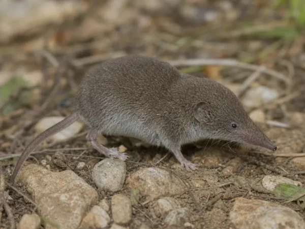 Mysz etruska – Suncus etruscus