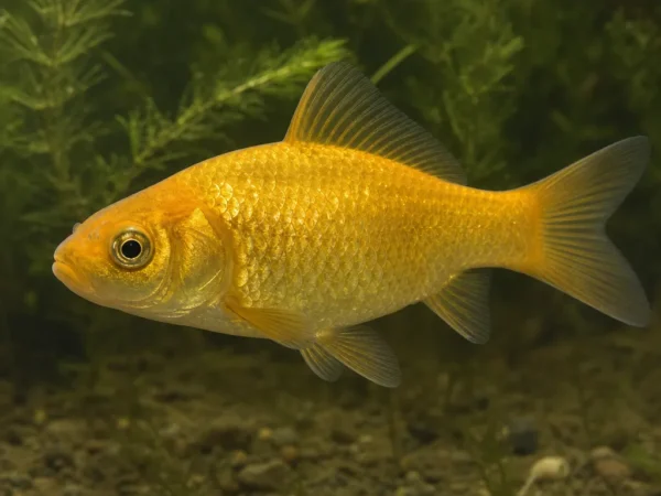 Karaś złocisty - Carassius auratus