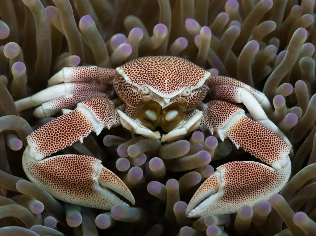 Krab porcelanowy anemonowy - Neopetrolisthes ohshimai - krab porcelanowy