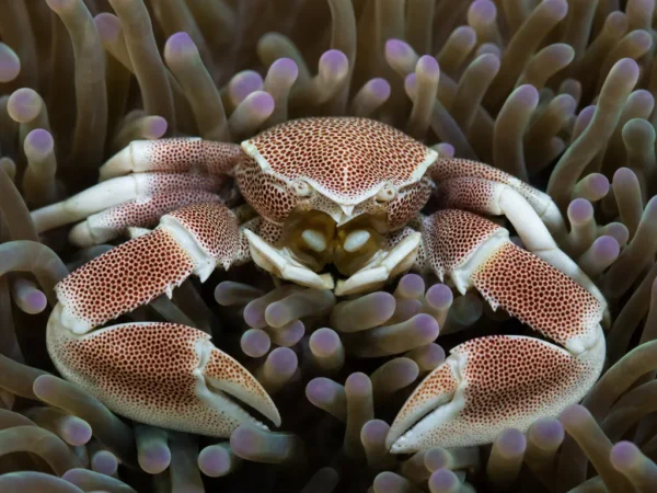 Krab porcelanowy anemonowy - Neopetrolisthes ohshimai - krab porcelanowy