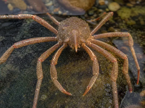 Krab pająkowaty macropedius – Macropodia rostrata