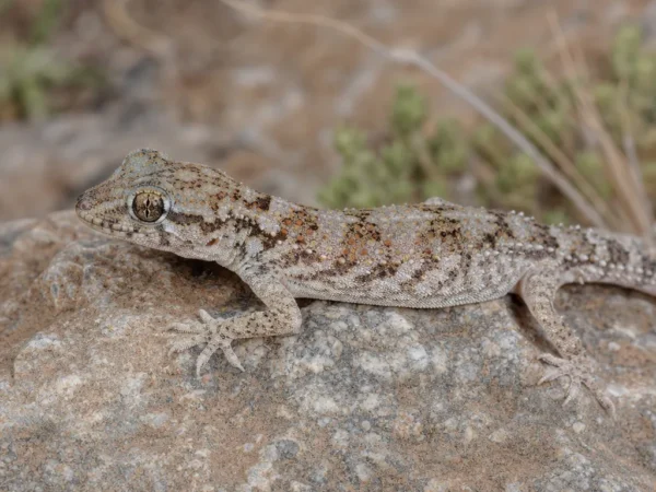 Gekon afgański – Tenuidactylus fedtschenkoi