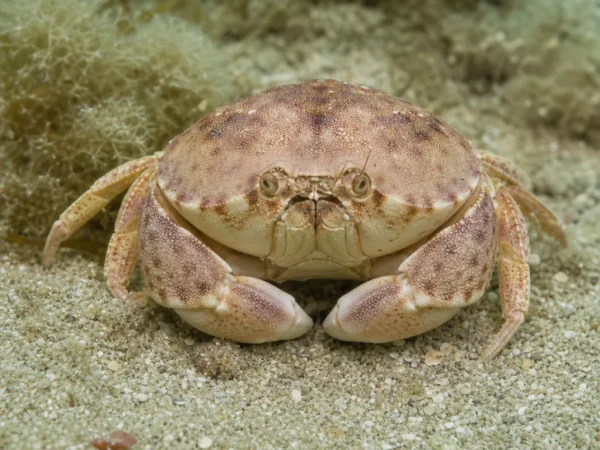 Krab wstydliwy - Calappa granulata - krab