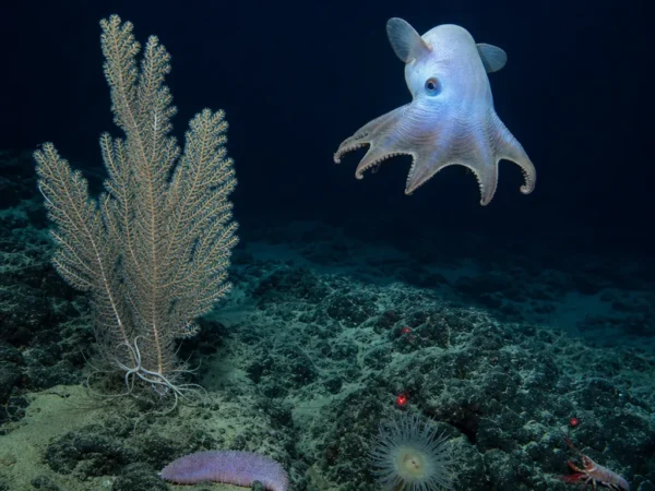 Zwierzęta żyjące w głębinach oceanu