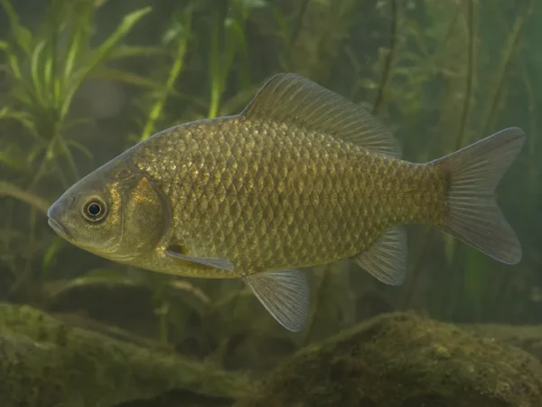 Carassius langsdorfii