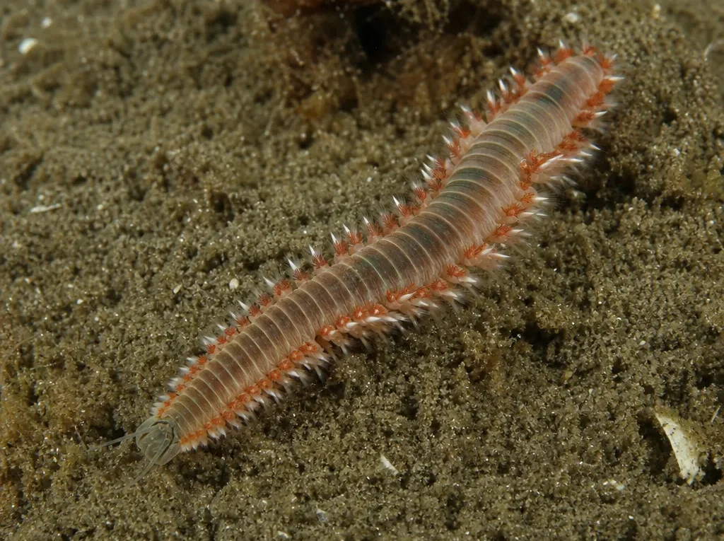 Onuphis holobranchiata - Onuphis holobranchiata - wieloszczet