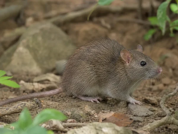 Mysz malajska – Rattus tiomanicus