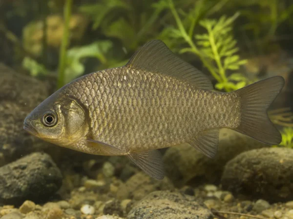 Carassius cuvieri