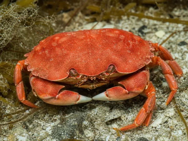Krab pudełkowy czerwony - Calappa calappa - krab