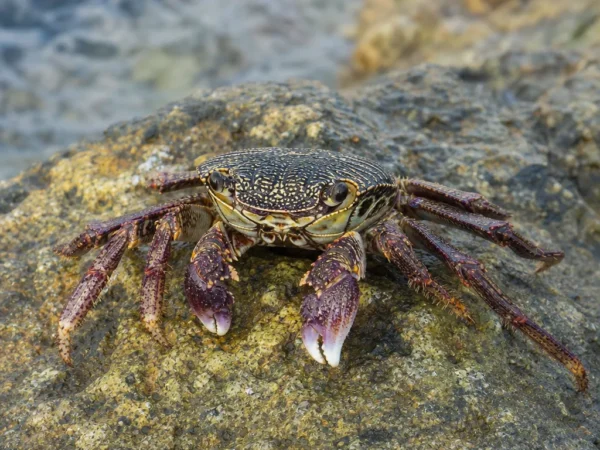 Krab wężogłowy – Metopograpsus thukuhar