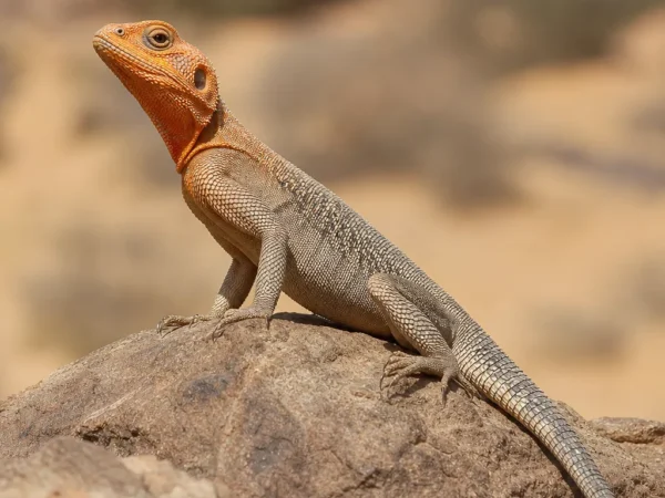 Agama sudańska – Agama sudanensis