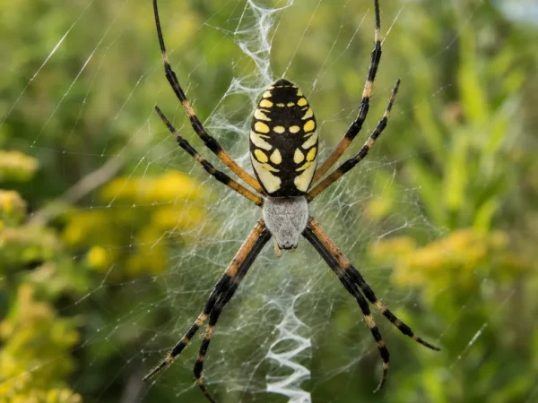 Tygrzyk złotawy - Argiope aurantia - pająk