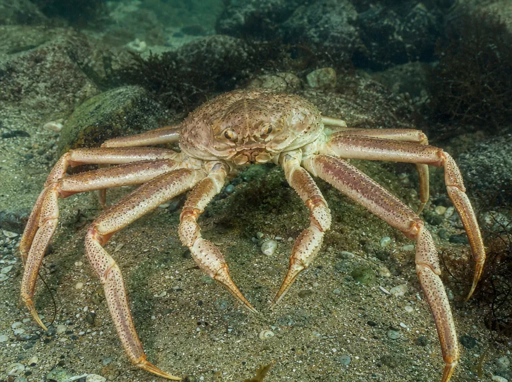Krab śnieżny - Chionoecetes opilio - krab