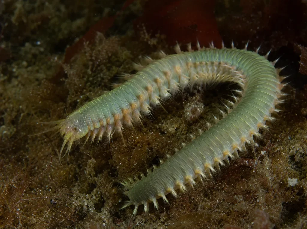 Nereis virens - Nereis virens - wieloszczet