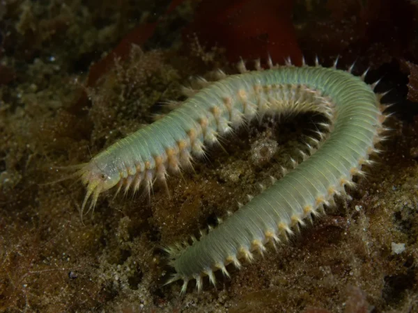Nereis virens - Nereis virens - wieloszczet