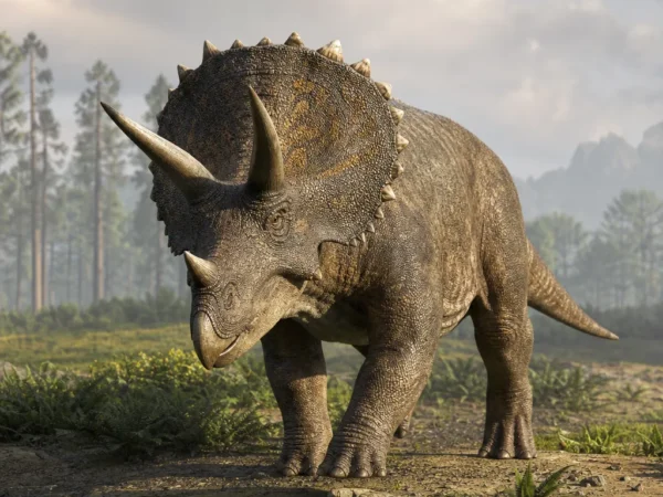 Triceratops