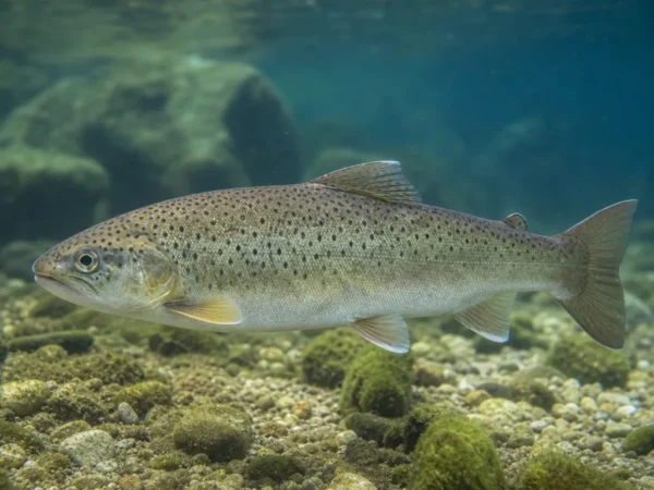 Salmo ohridanus