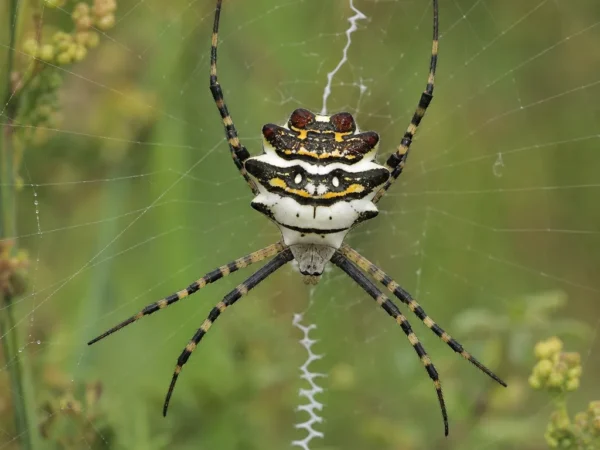 Tygrzyk płatkowaty - Argiope lobata - pająk