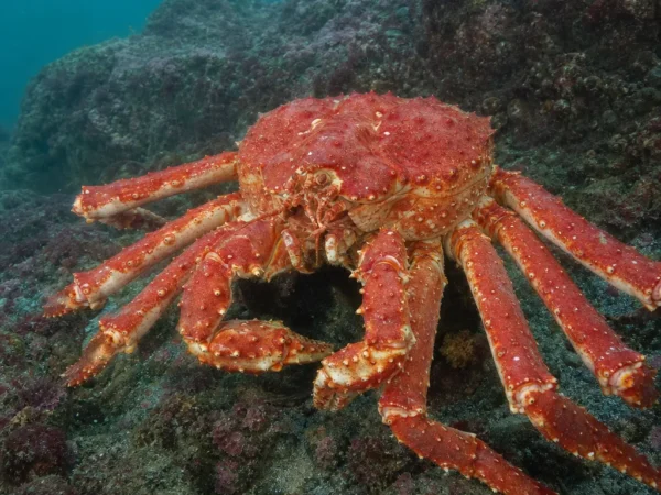 Krab królewski czerwony - Paralithodes camtschaticus - krab królewski