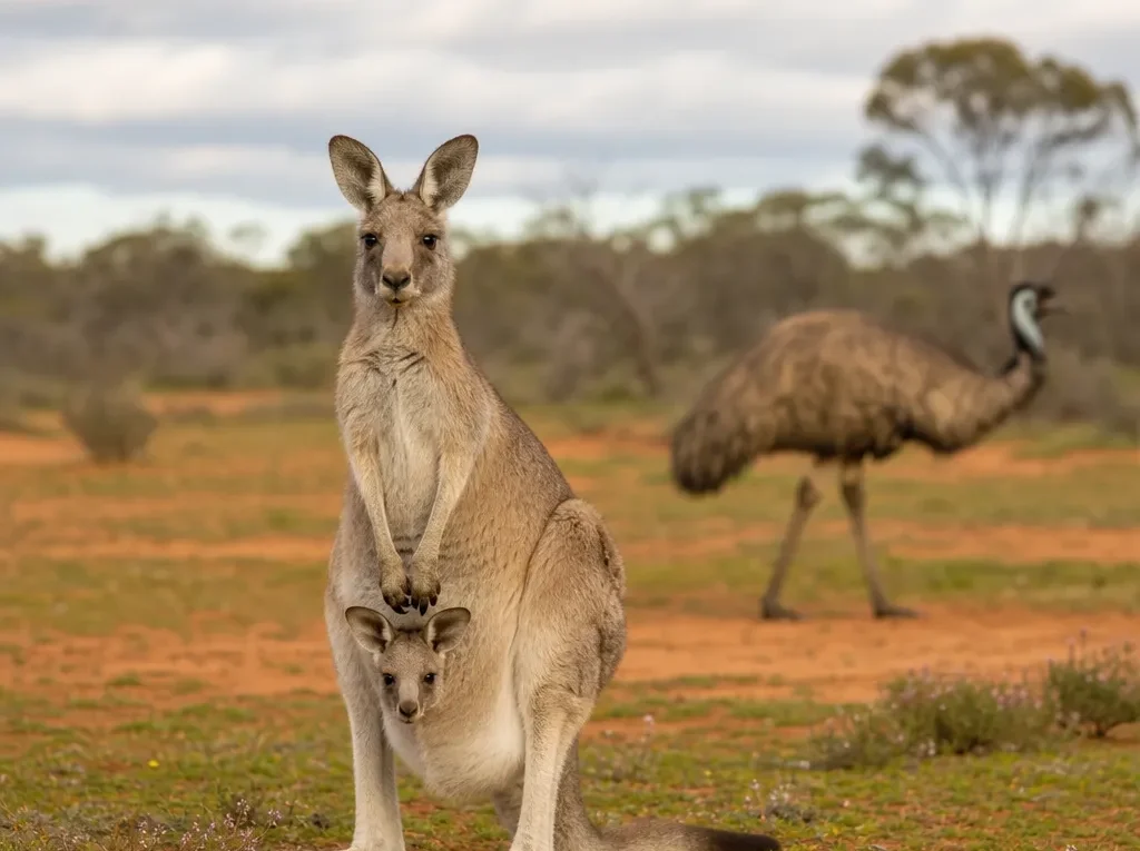 Jakie zwierzęta żyją w Australii