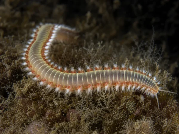 Nereis zonata - Nereis zonata - wieloszczet