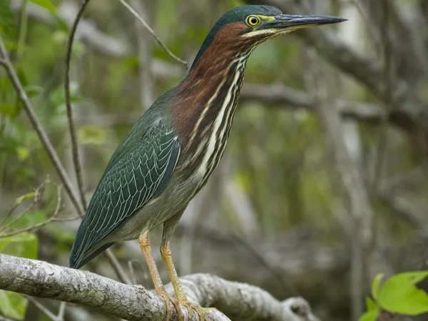Agami zielony – Agamia agami