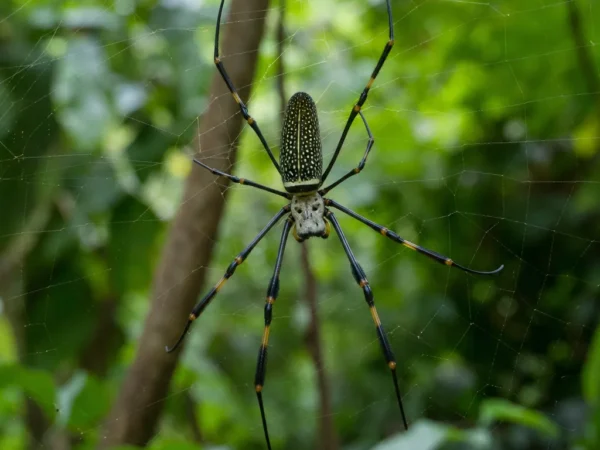 Złotoprzęd olbrzymi - Trichonephila pilipes - pająk