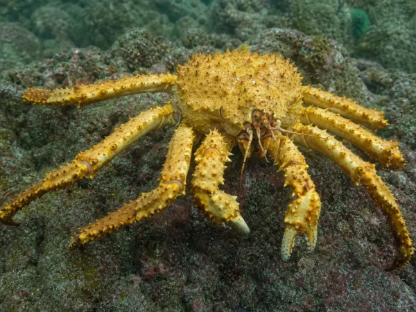 Krab królewski złoty - Lithodes aequispinus - krab królewski