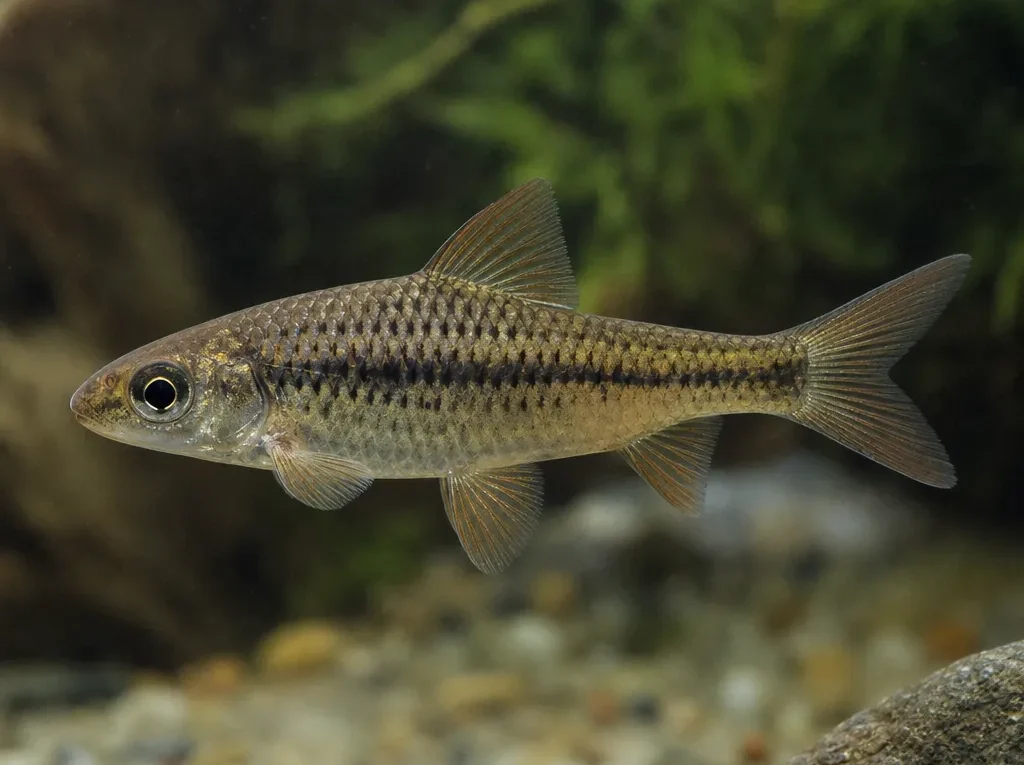 Barbus petenyi