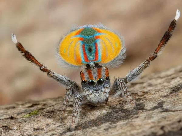 Pająk pawik latający - Maratus volans - pająk