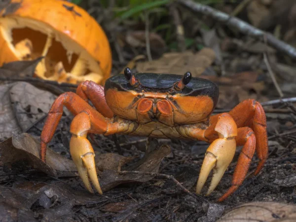 Krab halloweenowy - Gecarcinus quadratus - krab lądowy