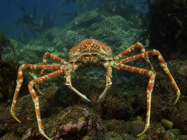 Krab japoński „spider crab” – Macrocheira kaempferi