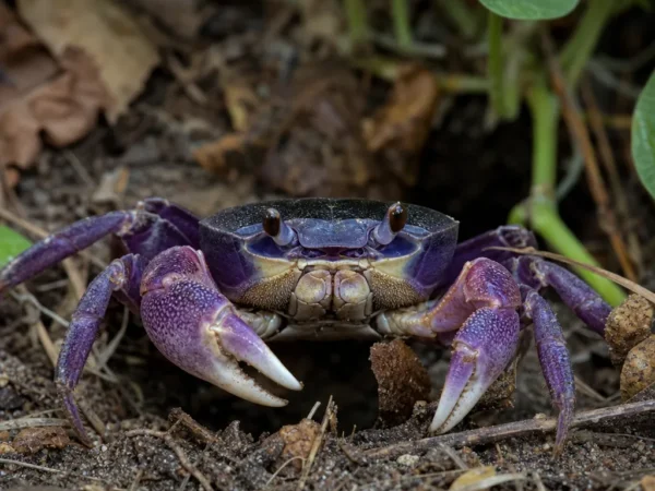 Krab fioletowy ogrodowy – Gecarcinus lateralis